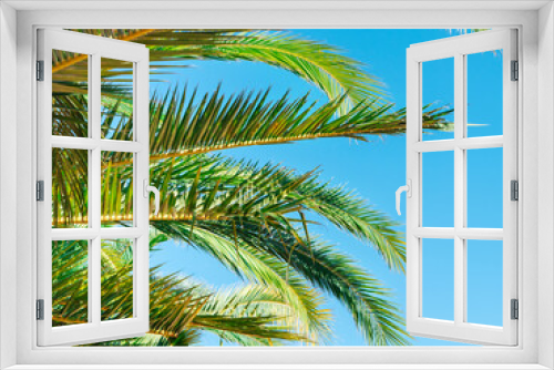Fototapeta Naklejka Na Ścianę Okno 3D - palm branches against a clear blue sky at a sunny day