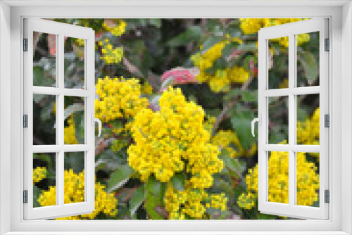 Fototapeta Naklejka Na Ścianę Okno 3D - Evergreen shrub Mahonia aquifolium