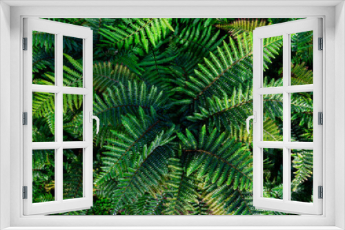 Fototapeta Naklejka Na Ścianę Okno 3D - Fern plant close-up, top view, background image