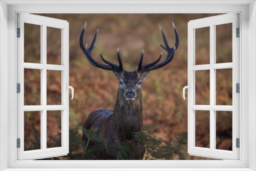 Fototapeta Naklejka Na Ścianę Okno 3D - Red deer stag portrait