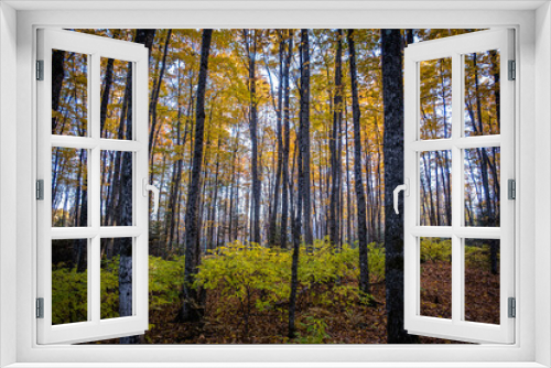 Fototapeta Naklejka Na Ścianę Okno 3D - Sun peeking through fall coloured trees in wooded forest