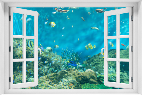 Fototapeta Naklejka Na Ścianę Okno 3D - 熱帯魚の大水槽