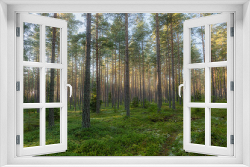 Fototapeta Naklejka Na Ścianę Okno 3D - Pine tree forest landscape. Forest therapyand stress relief.