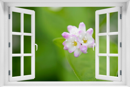 Fototapeta Naklejka Na Ścianę Okno 3D - 真上から見たミゾソバ（Polygonum thunbergii）の花の中／タデ科