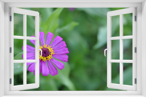 Fototapeta Naklejka Na Ścianę Okno 3D - Zinnia Violacea Cav Flower at outdoor