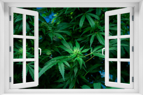 Fototapeta Naklejka Na Ścianę Okno 3D - closeup nature view of marijuana cannabis leaf background