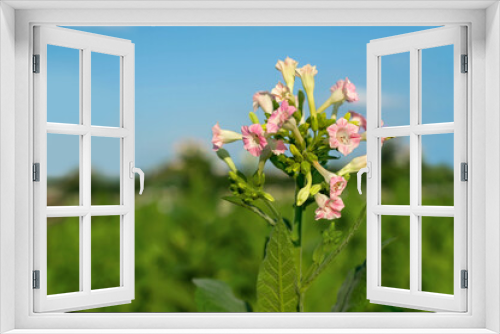Fototapeta Naklejka Na Ścianę Okno 3D - Blooming tobacco flower against blue sky background
