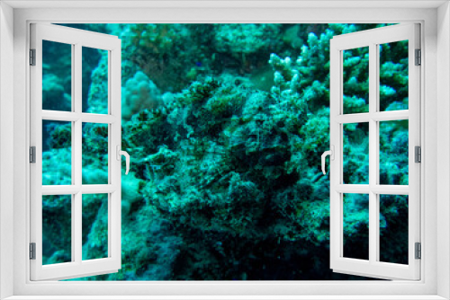 Fototapeta Naklejka Na Ścianę Okno 3D - Scorpion fish in Red Sea