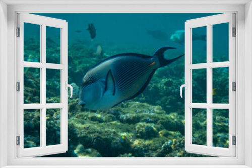 Fototapeta Naklejka Na Ścianę Okno 3D - Sahel surgeon fish in Egypt