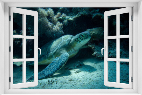 Fototapeta Naklejka Na Ścianę Okno 3D - Green turtle in Red sea, Egypt
