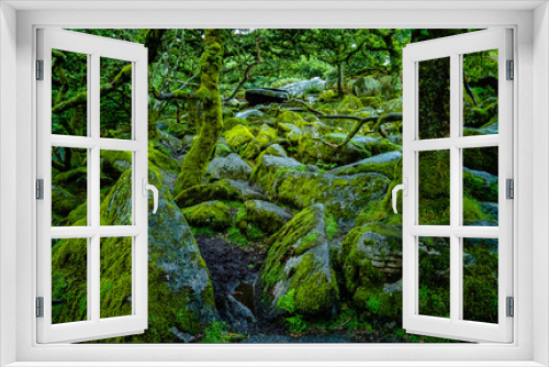 Fototapeta Naklejka Na Ścianę Okno 3D - Wistman's Wood National Nature Reserve - mystic high-altitude oakwood on valley of the West Dart River, Dartmoor, Devon, United Kingdom