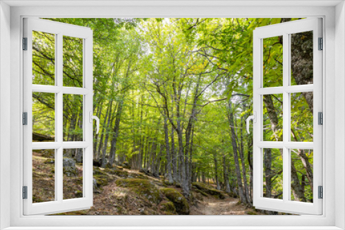 Fototapeta Naklejka Na Ścianę Okno 3D - Chestnut forest in the Castanar El Tiemblo. Avila (Spain)
