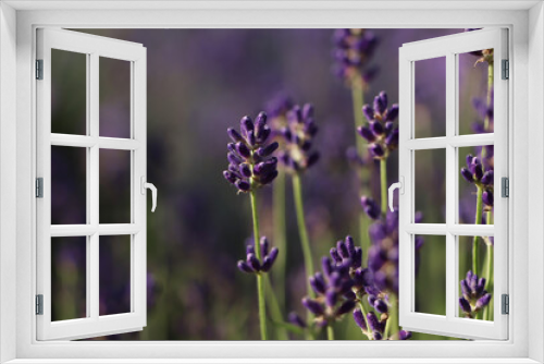 Fototapeta Naklejka Na Ścianę Okno 3D - Closeup view of beautiful lavender in field on sunny day
