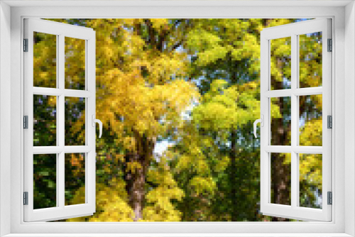 Fototapeta Naklejka Na Ścianę Okno 3D - Sunny day and colorful trees in empty autumn park