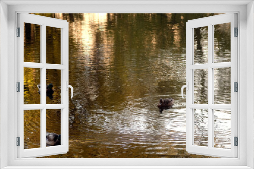 Fototapeta Naklejka Na Ścianę Okno 3D - Wild ducks swimming in lake. Waterfowls on wavy water. Full frame.
