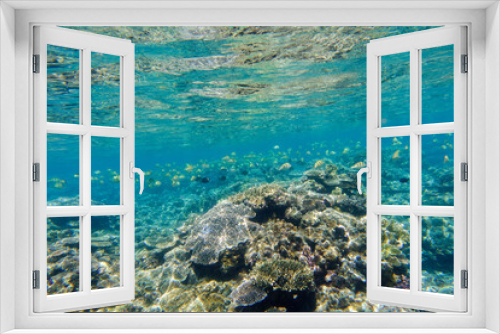 Fototapeta Naklejka Na Ścianę Okno 3D - Snorkeling at the Kerama Islands in Okinawa.