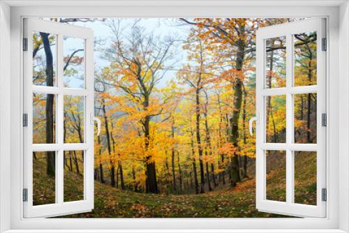 Fototapeta Naklejka Na Ścianę Okno 3D - Panorama of the autumn forest