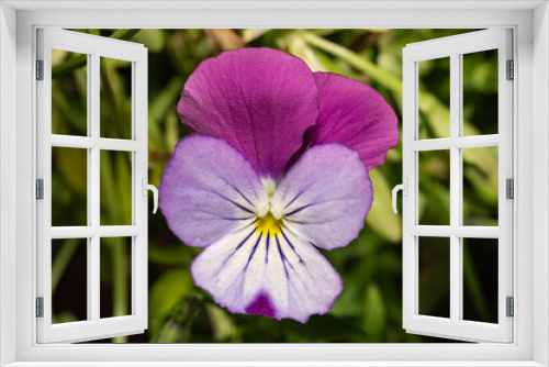 Fototapeta Naklejka Na Ścianę Okno 3D - Fiołek trójbarwny (Wild pansy, Viola tricolor)