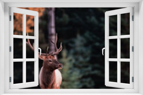 Fototapeta Naklejka Na Ścianę Okno 3D - A bull elk standing in a field in front of a forest in which some trees are starting to turn color in the fall