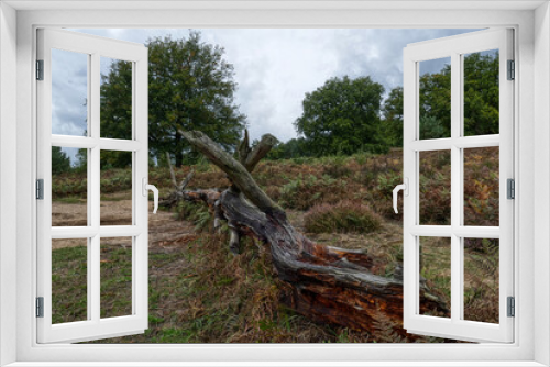 Fototapeta Naklejka Na Ścianę Okno 3D - Bäume und toter Baum in der Wahner Heide im Herbst