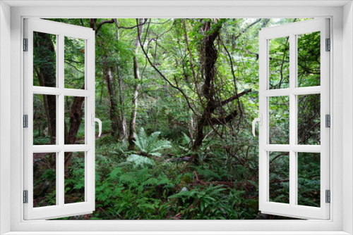 Fototapeta Naklejka Na Ścianę Okno 3D - wild forest with old trees