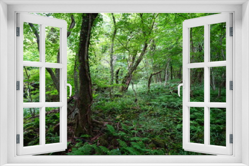Fototapeta Naklejka Na Ścianę Okno 3D - wild forest with old trees