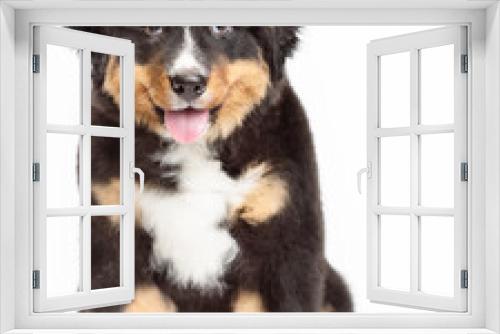 Fototapeta Naklejka Na Ścianę Okno 3D - Bernese mountain dog puppy sitting on a white background with his tongue hanging out and looking at the camera