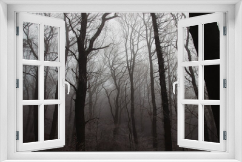 Fototapeta Naklejka Na Ścianę Okno 3D - Silhouettes of bare trees in the forest hidden by a thick winter fog