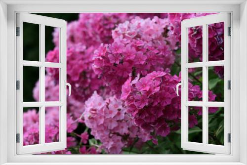 Fototapeta Naklejka Na Ścianę Okno 3D - Phlox Gartenpflanze mit Blüten