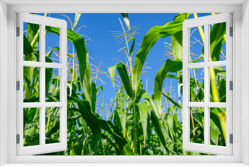 Fototapeta Naklejka Na Ścianę Okno 3D - Photo inside a dense corn plantation against a clear sky