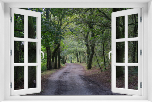 Fototapeta Naklejka Na Ścianę Okno 3D - French Way of Saint James crossing a beautiful leafy forest. Galicia, Spain.