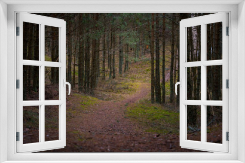 Fototapeta Naklejka Na Ścianę Okno 3D - pine forest with green grass in the evening of a summer day