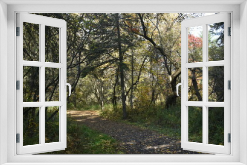 Fototapeta Naklejka Na Ścianę Okno 3D - Forêt Drummond 16 Octobre 2022