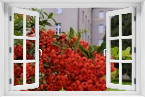 Fototapeta Naklejka Na Ścianę Okno 3D - red flower garden