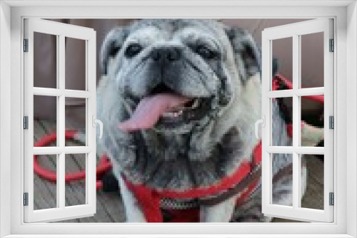 Fototapeta Naklejka Na Ścianę Okno 3D - english bulldog puppy