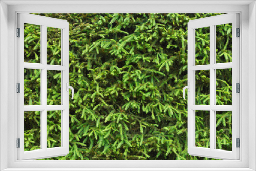 Fototapeta Naklejka Na Ścianę Okno 3D - Spruce hedge closeup for nature background