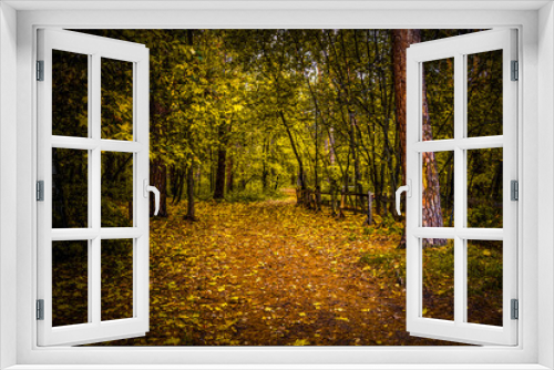 Fototapeta Naklejka Na Ścianę Okno 3D - Walking through the autumn forest on a quiet day.