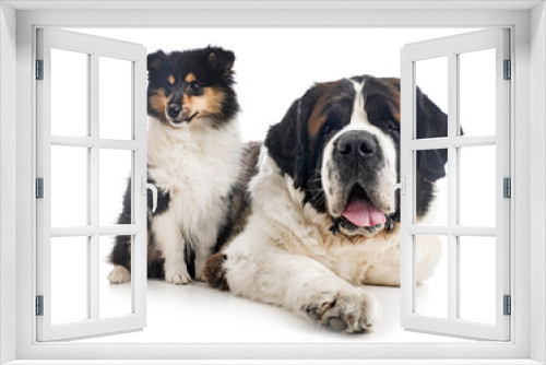 Fototapeta Naklejka Na Ścianę Okno 3D - saint bernard and puppy Rough Collie