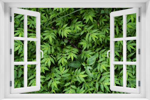 Fototapeta Naklejka Na Ścianę Okno 3D - Basket grass full frame background.  Natural green leaf wallpaper.