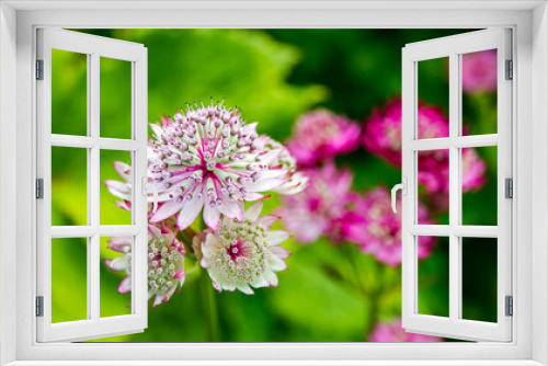 Fototapeta Naklejka Na Ścianę Okno 3D - Beautiful flowers in the garden with green background