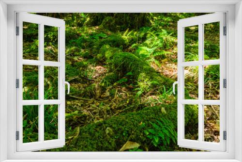 Fototapeta Naklejka Na Ścianę Okno 3D - ニュージーランド　ウェリントンのワイヌイオマタのキャトル・リッジ・トラックの森林