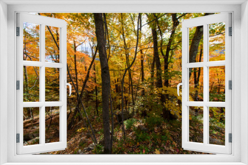 Fototapeta Naklejka Na Ścianę Okno 3D - Fall colors in a forest in the Adirondack Mountains