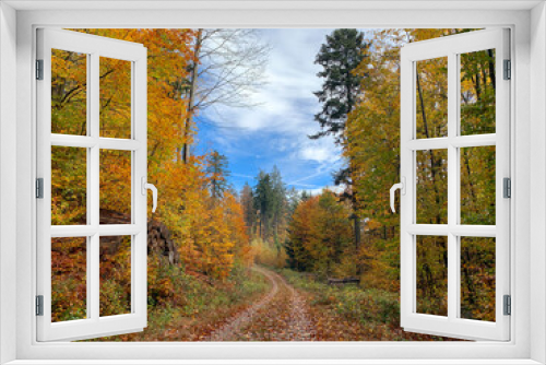Fototapeta Naklejka Na Ścianę Okno 3D - Autumn road in dense forest