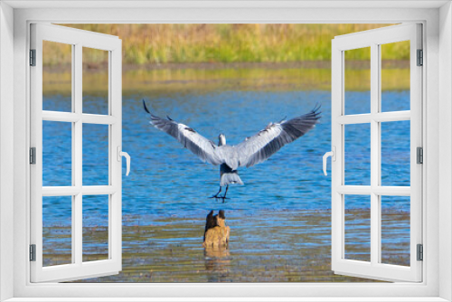 Fototapeta Naklejka Na Ścianę Okno 3D - A gray heron bird landing on a stump