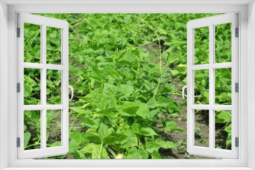 Fototapeta Naklejka Na Ścianę Okno 3D - young green beans garden  in vegetables garden