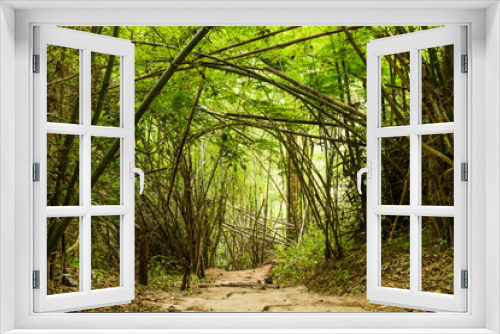 Fototapeta Naklejka Na Ścianę Okno 3D - Path in forest chiangmai Thailand