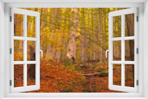 Fototapeta Naklejka Na Ścianę Okno 3D - Autumn full of colors in the hearth of Jeniky mountains in Czechia during sunset. Near to Skalní potok river are golden leaves on trees combined with red laeves on the ground covering moss and rocks a