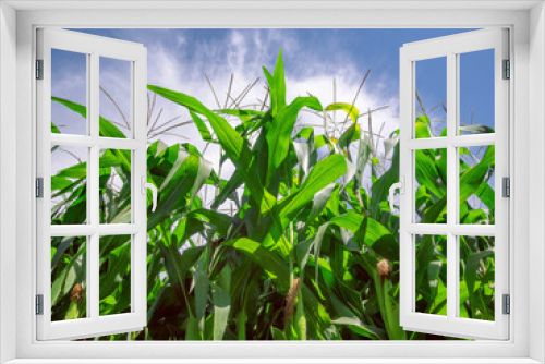 Fototapeta Naklejka Na Ścianę Okno 3D - Corn planting field or cornfield, with details of its green color and unripe corn cobs