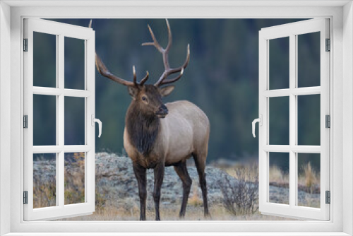 Fototapeta Naklejka Na Ścianę Okno 3D - A Bull Elk during the annual rut