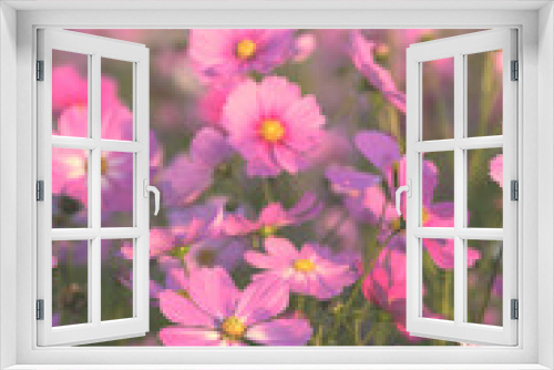 Fototapeta Naklejka Na Ścianę Okno 3D - 景観植物のコスモス畑
